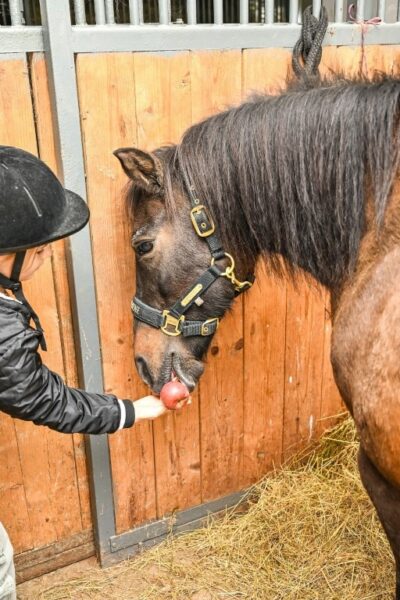 Vyjížďky na koních, koně, Hrubá Voda